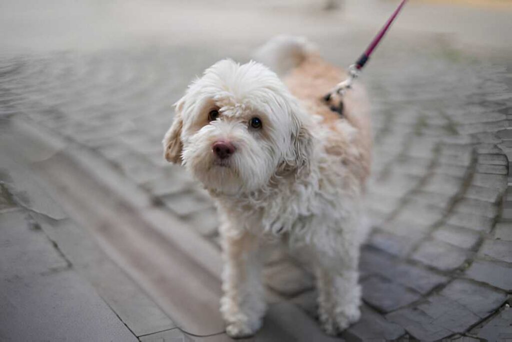 Cavapoochon: The Adorable Hybrid You Need to Meet What is a Cavapoochon?