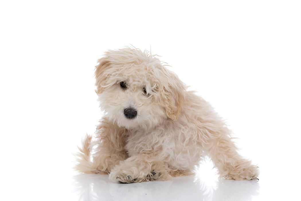 A cute Cavapoochon dog sitting on a grassy field with a happy expression.