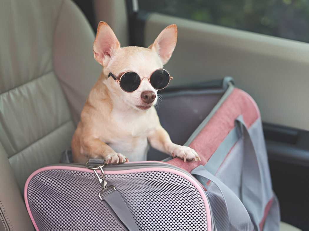 A dog sitting comfortably in a booster car seat for a safe and relaxed car ride.